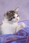 katzenfotos maine_coon