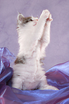 katzenfotos maine_coon