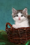 katzenfotos maine_coon