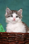 katzenfotos maine_coon