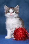 katzenfotos maine_coon