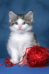 katzenfotos maine_coon