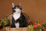 katzenfotos hauskatze