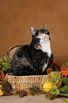 katzenfotos hauskatze
