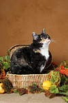katzenfotos hauskatze