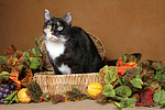 katzenfotos hauskatze