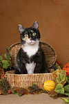 katzenfotos hauskatze