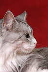 katzenfotos maine_coon