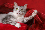 katzenfotos maine_coon