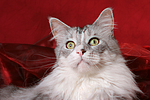 katzenfotos maine_coon