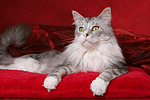 katzenfotos maine_coon