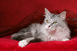 katzenfotos maine_coon