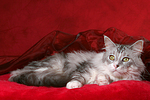 katzenfotos maine_coon