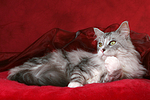 katzenfotos maine_coon