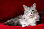 katzenfotos maine_coon