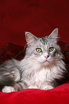 katzenfotos maine_coon
