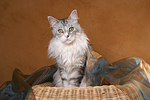 katzenfotos maine_coon