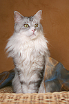 katzenfotos maine_coon