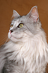 katzenfotos maine_coon