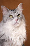 katzenfotos maine_coon