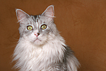 katzenfotos maine_coon