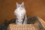 katzenfotos maine_coon