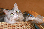 katzenfotos maine_coon
