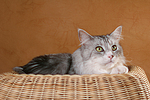 katzenfotos maine_coon