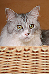 katzenfotos maine_coon