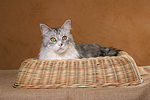 katzenfotos maine_coon