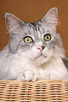 katzenfotos maine_coon