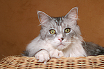 katzenfotos maine_coon
