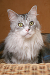 katzenfotos maine_coon