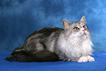 katzenfotos maine_coon
