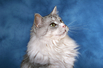 katzenfotos maine_coon