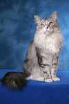 katzenfotos maine_coon