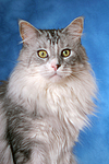 katzenfotos maine_coon