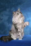 katzenfotos maine_coon