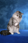 katzenfotos maine_coon