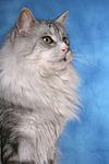katzenfotos maine_coon