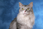 katzenfotos maine_coon