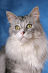 katzenfotos maine_coon