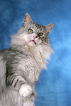 katzenfotos maine_coon