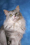 katzenfotos maine_coon