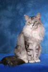 katzenfotos maine_coon