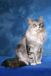 katzenfotos maine_coon