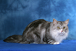 katzenfotos maine_coon