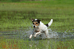 hundefotos parson_russell_terrier