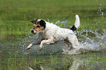 hundefotos parson_russell_terrier