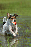 hundefotos parson_russell_terrier